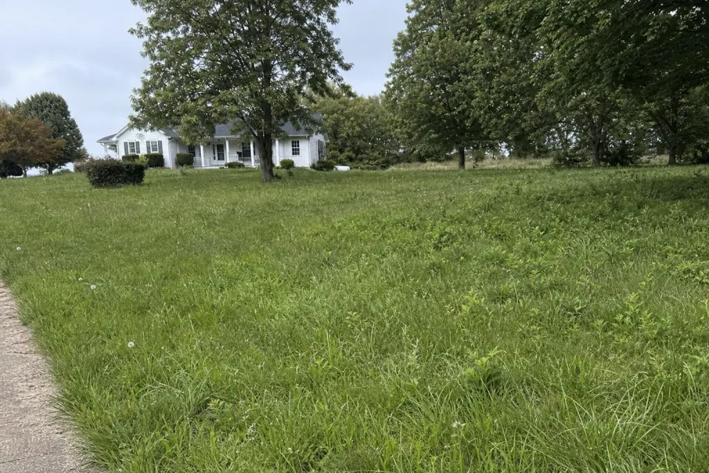 Overgrown acreage lawn before mowing