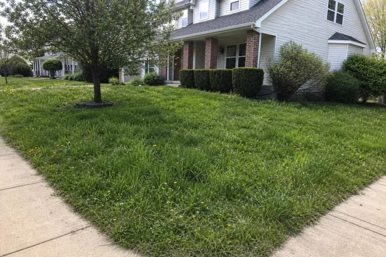 Weedy corner-lot front yard before professional lawn mowing