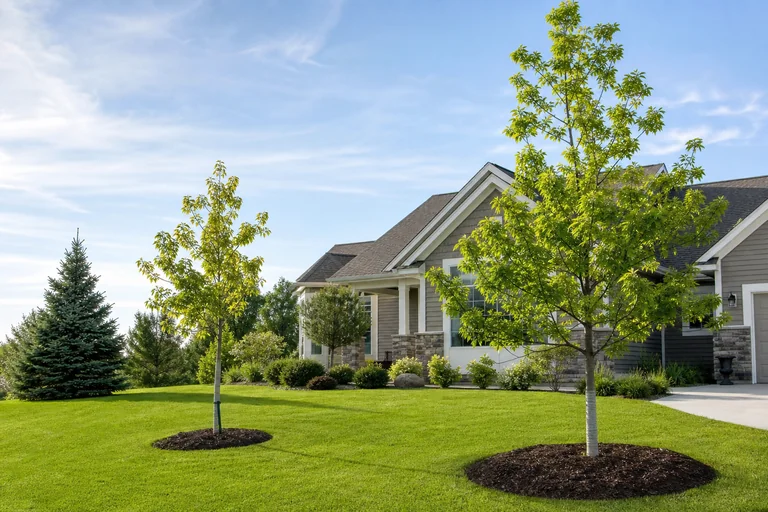 Newly planted shade trees with mulch rings