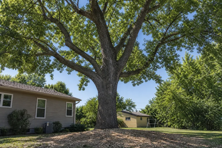 Professional tree pruning and care on mature trees
